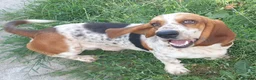 Basset Hound dogs for stud: Basset hound stud - Advert 4