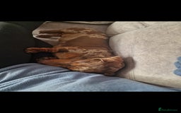 Miniature Dachshund dogs for sale: Lovely chocolate dapple and tan miniature dasch - Advert 3