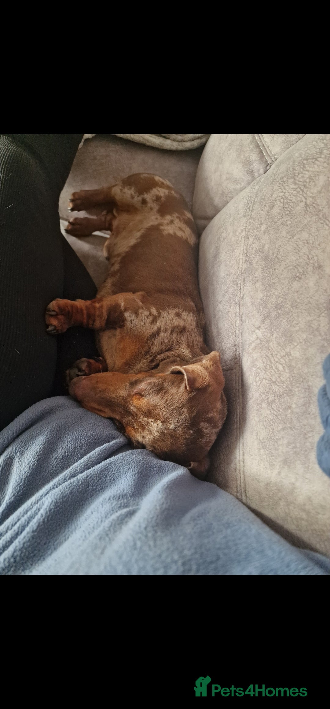 Miniature Dachshund dogs for sale: Lovely chocolate dapple and tan miniature dasch - Advert 3