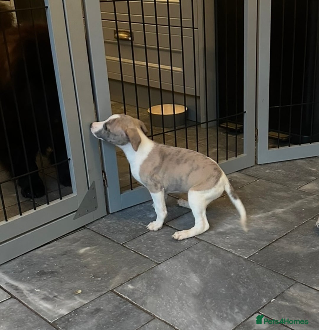 Whippet dogs for sale: 3 boys available  - Advert 4