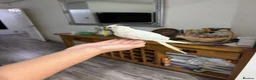 Cockatiels birds for sale: Tamed, spoon fed baby cockatail - Advert 7