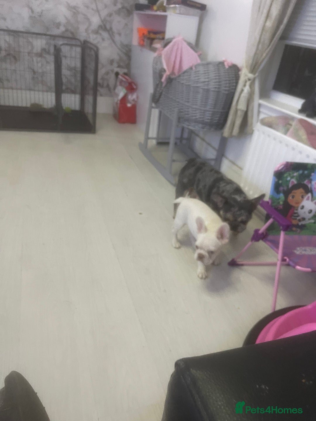 French Bulldog dogs for sale: french bulldog boy  - Advert 7