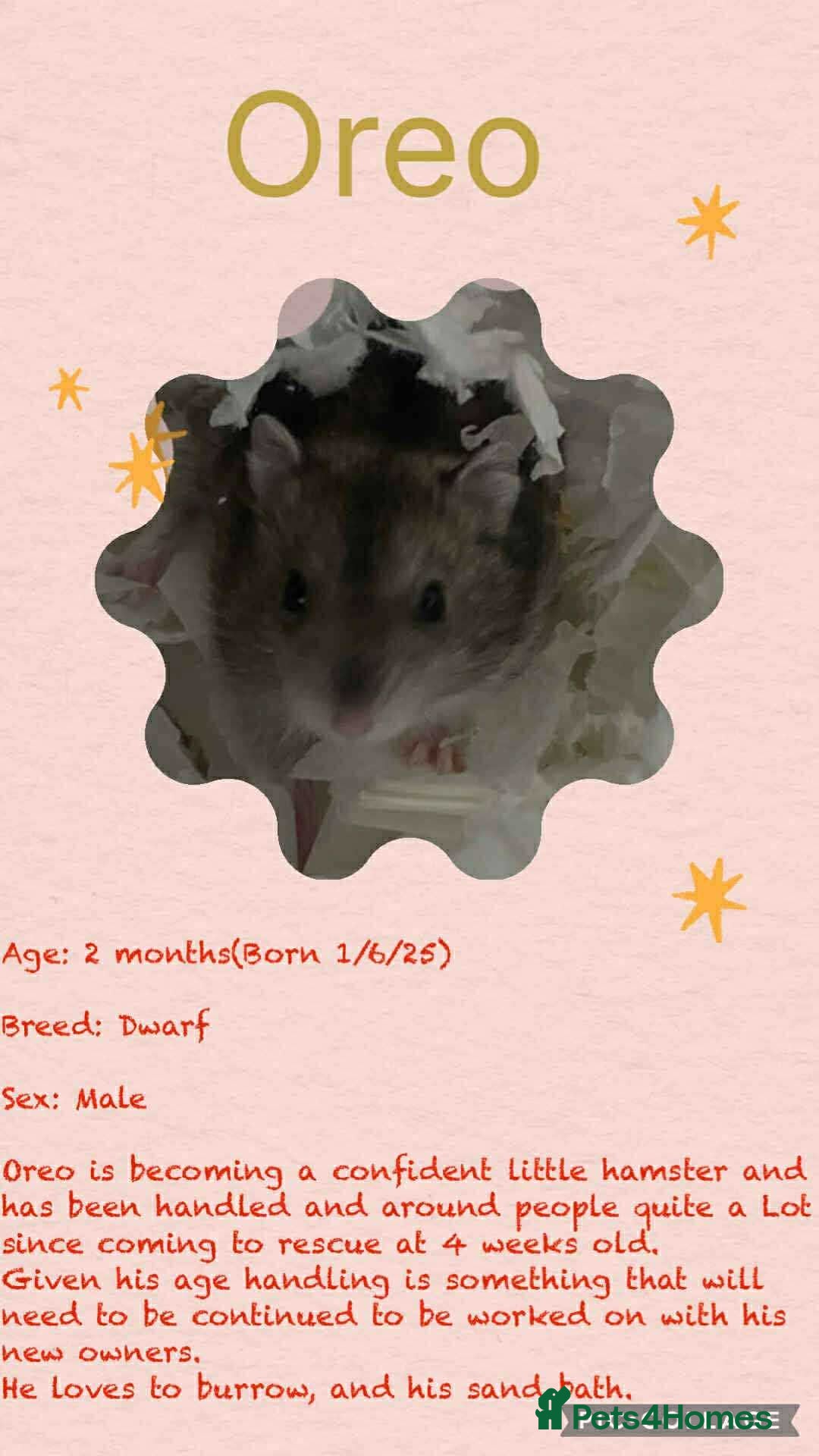 Hamster rodents for sale: Hamsters for adoption  - Image 12