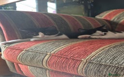 Domestic Shorthair cats for sale: Hetti  - Image 5