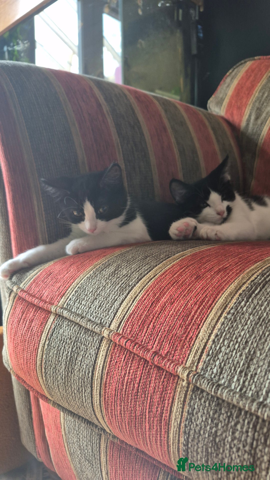 Domestic Shorthair cats for sale: Hetti  - Image 5