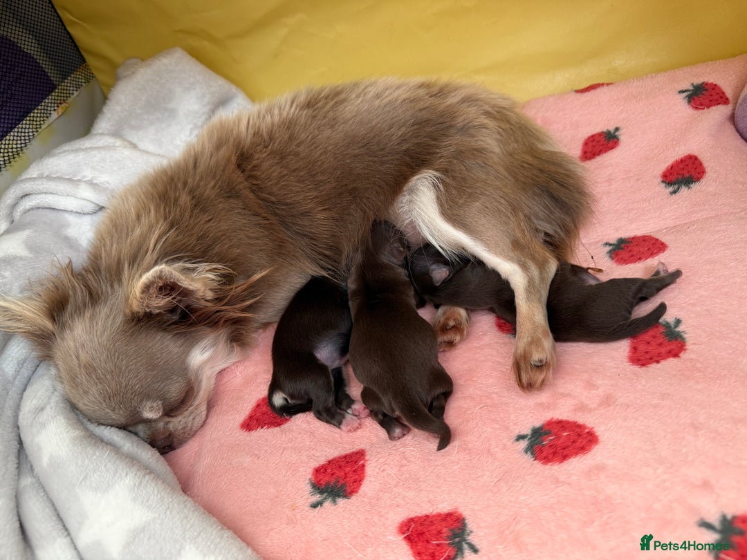 Chihuahua dogs for sale: Long haired chihuahuas - Advert 11