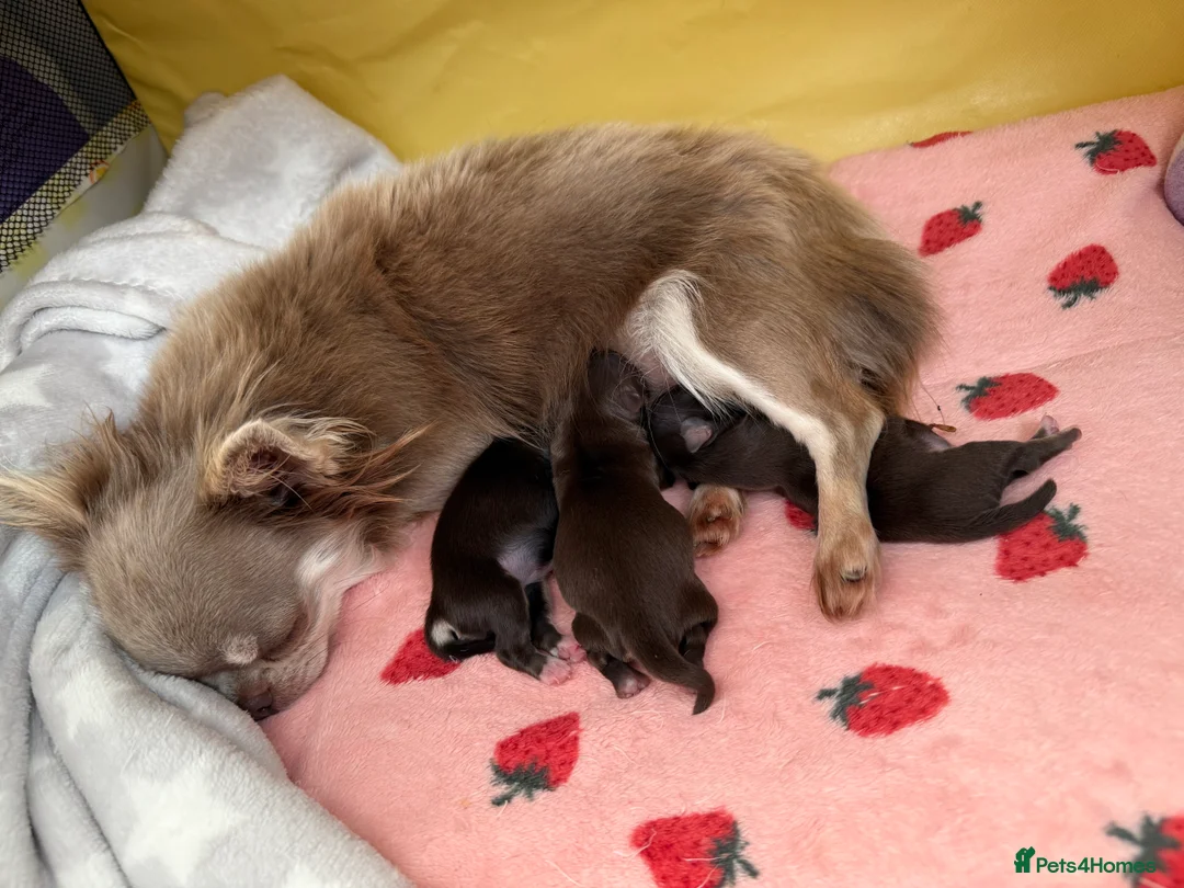 Chihuahua dogs for sale:  🩵only 1 boy available🩵 - Advert 5