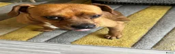 Mixed Breed dogs for adoption: Sweet Todor looking for LOVE - Advert 5