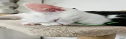 Mixed Breed cats for sale: White cats lovers calling  - Advert 4