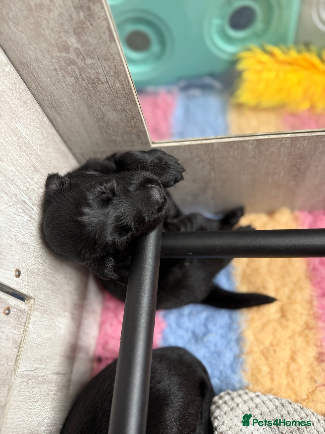 Flat coated Retriever dogs for sale: KC Registered puppies from outstanding parents. - Image 14