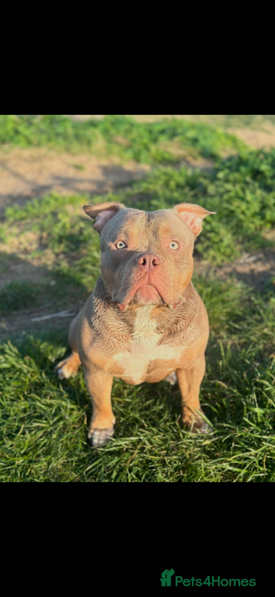 American Bully dogs STUNNING KC REG POCKET AMERICAN BULL DOG 🐶  - Advert 1