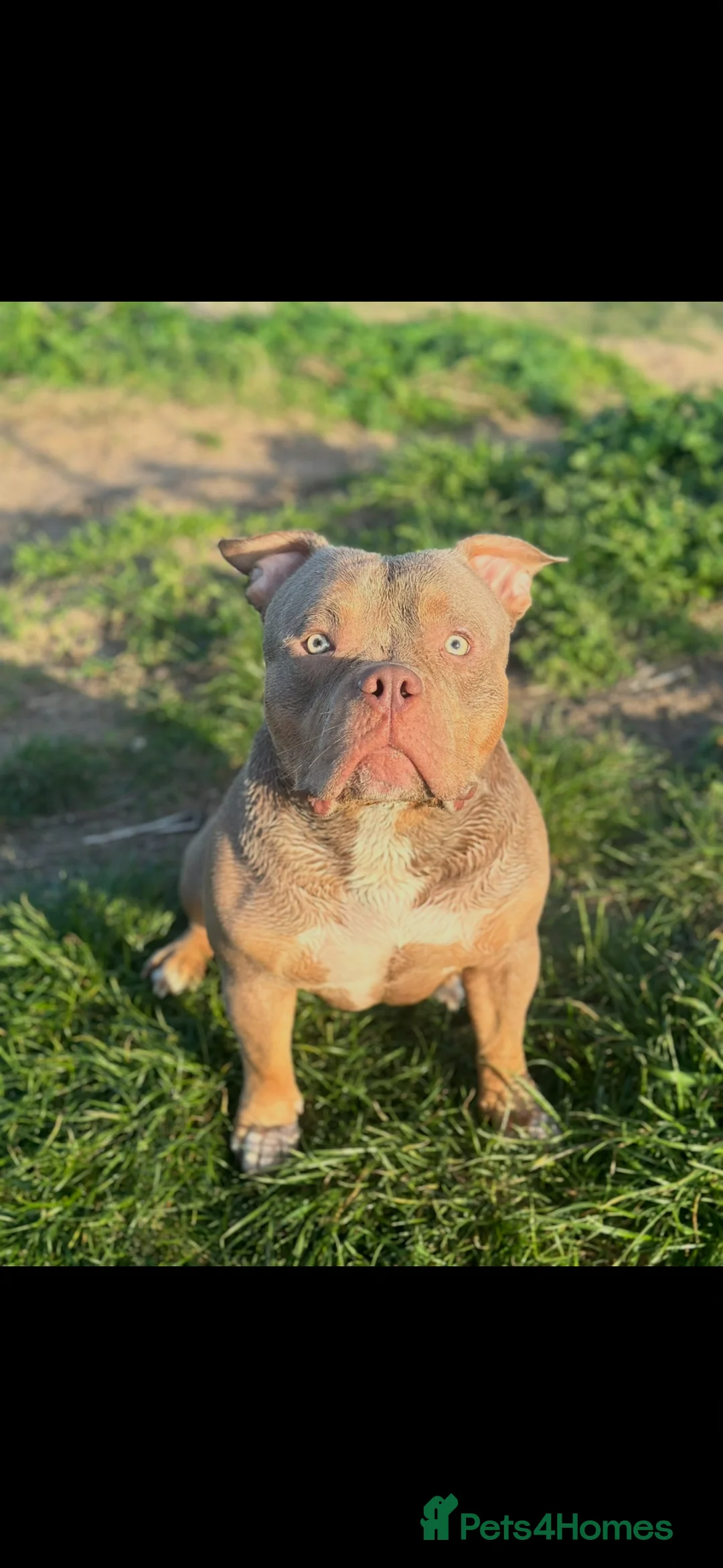 American Bully dogs for stud: STUNNING KC REG POCKET AMERICAN BULL DOG 🐶  - Advert 1