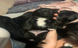 Mixed Breed dogs for sale: Pug cross shitzhu female puppies - Image 8