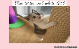 British Shorthair cats for sale: Beautiful GCCF British shorthair kittens - Image 9