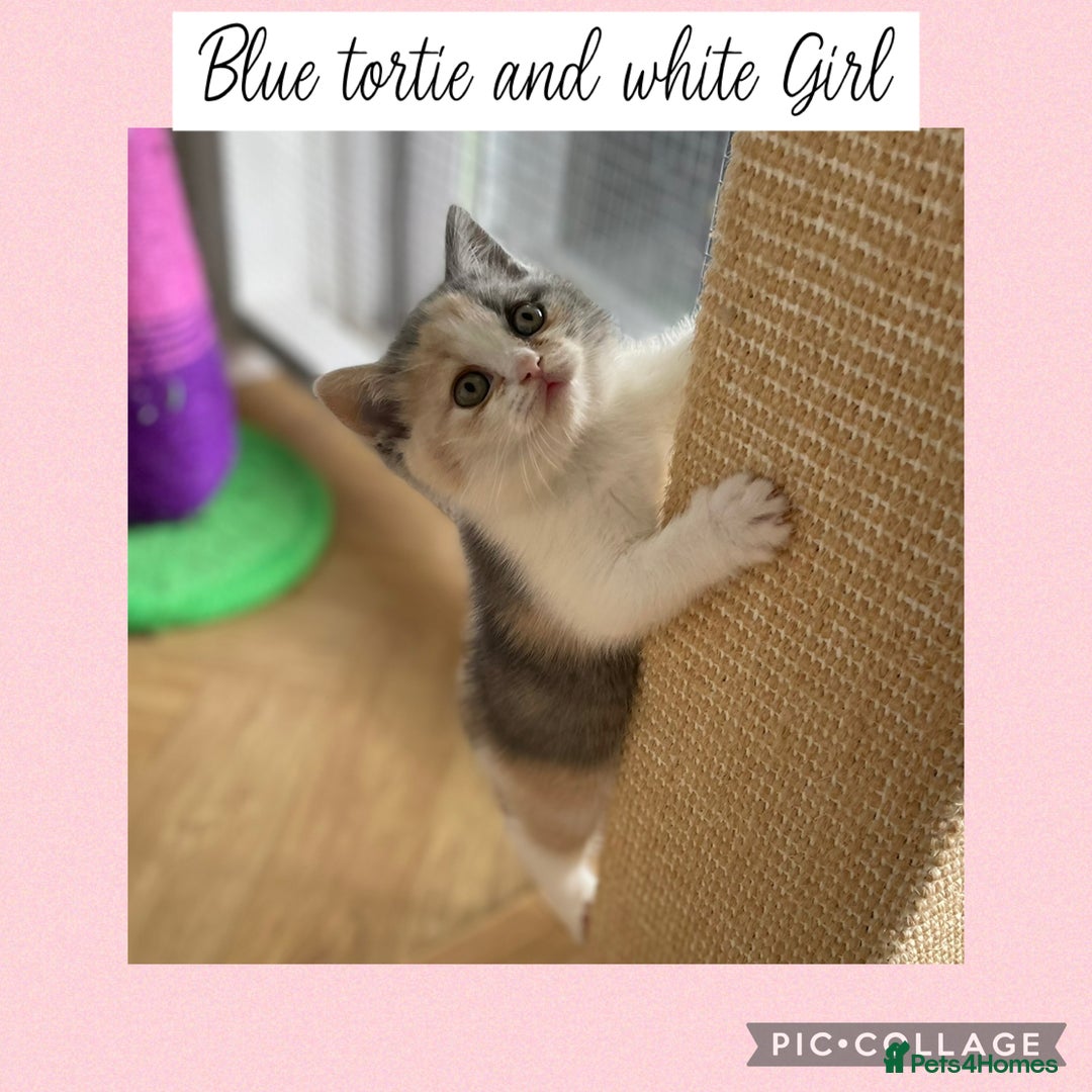 British Shorthair cats for sale: Beautiful GCCF British shorthair kittens - Image 9