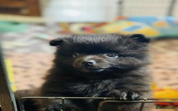 Pomeranian dogs for sale: Perfect poms - Image 5