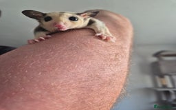 Sugar Glider rodents for sale: Breeding pair of  sugar gliders ready 13th sept   - Image 38