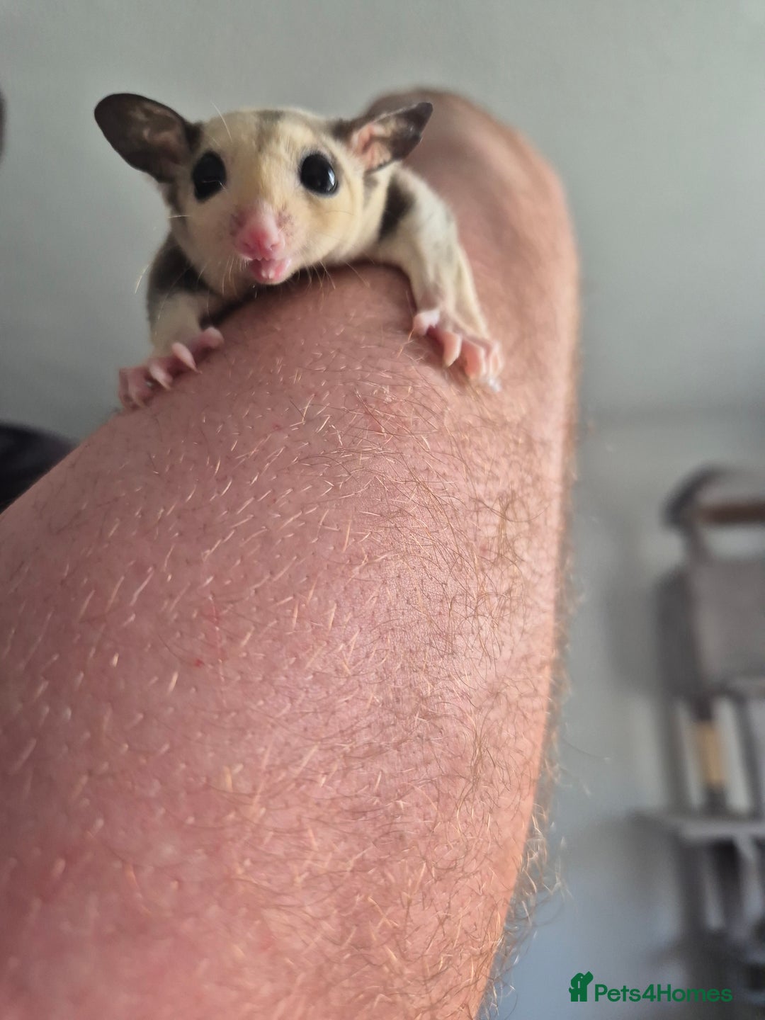 Sugar Glider rodents for sale: Breeding pair of  sugar gliders ready 13th sept   - Image 38