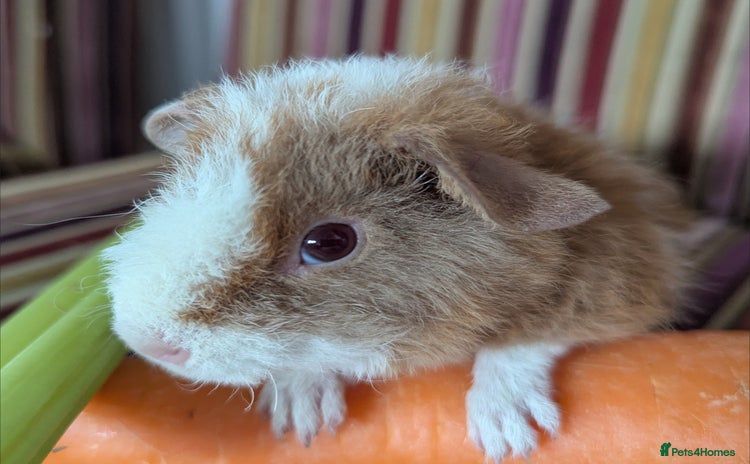 Guinea Pig rodents - Advert 1