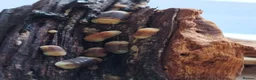 Isopods invertebrates for sale: Isopods Cubaris Ardentiella Sinodillo Spherillo  in Telford - Advert 9