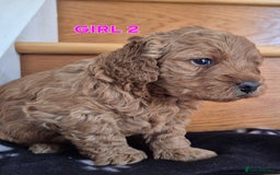 Mini Goldendoodle dogs for sale: F1b Red Miniature Goldendoodles tested parents - Image 4