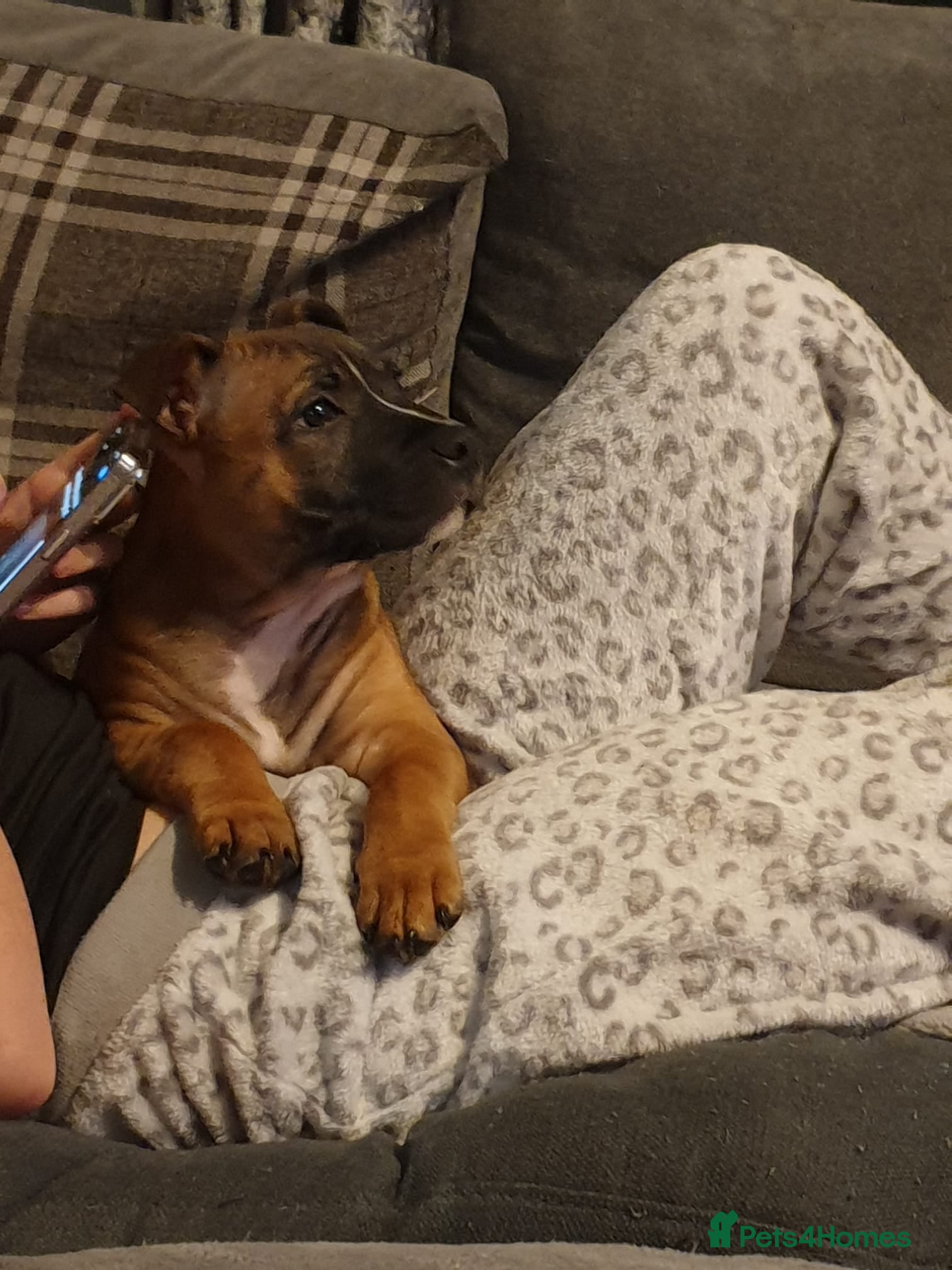 Staffordshire Bull Terrier dogs Kc staff red  boy - Advert 11