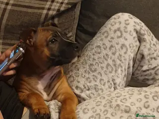 Staffordshire Bull Terrier dogs Kc staff red boy - Advert 11