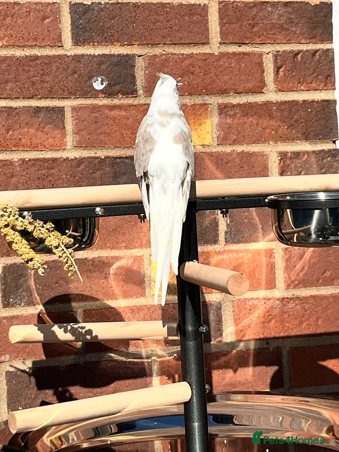 Cockatiels birds for sale: Female cockatiel 2 year old in Burton-on-Trent - Advert 2