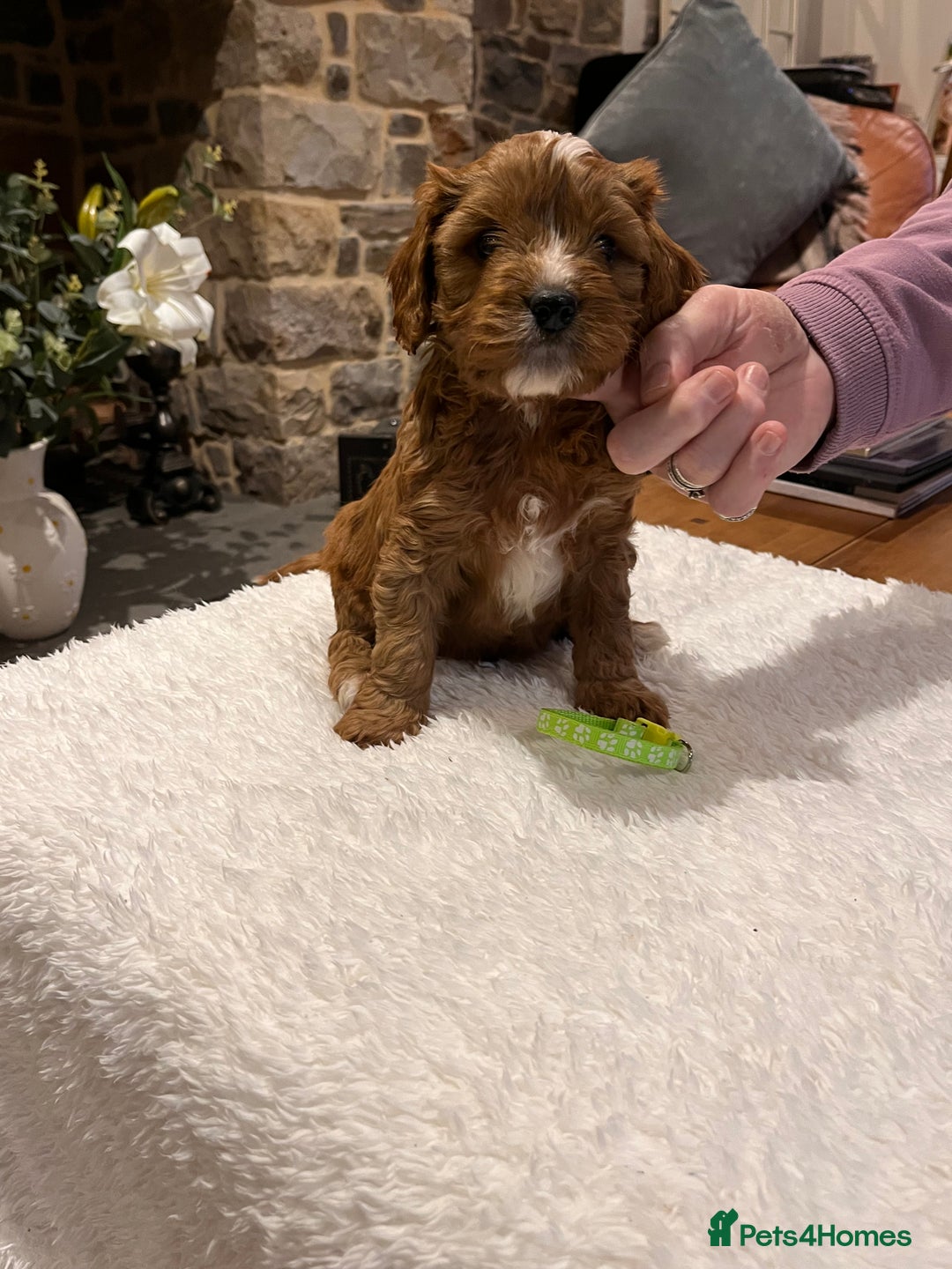 Cavapoo dogs for sale: Stunning litter of F1 Cavapoo puppies - Advert 17