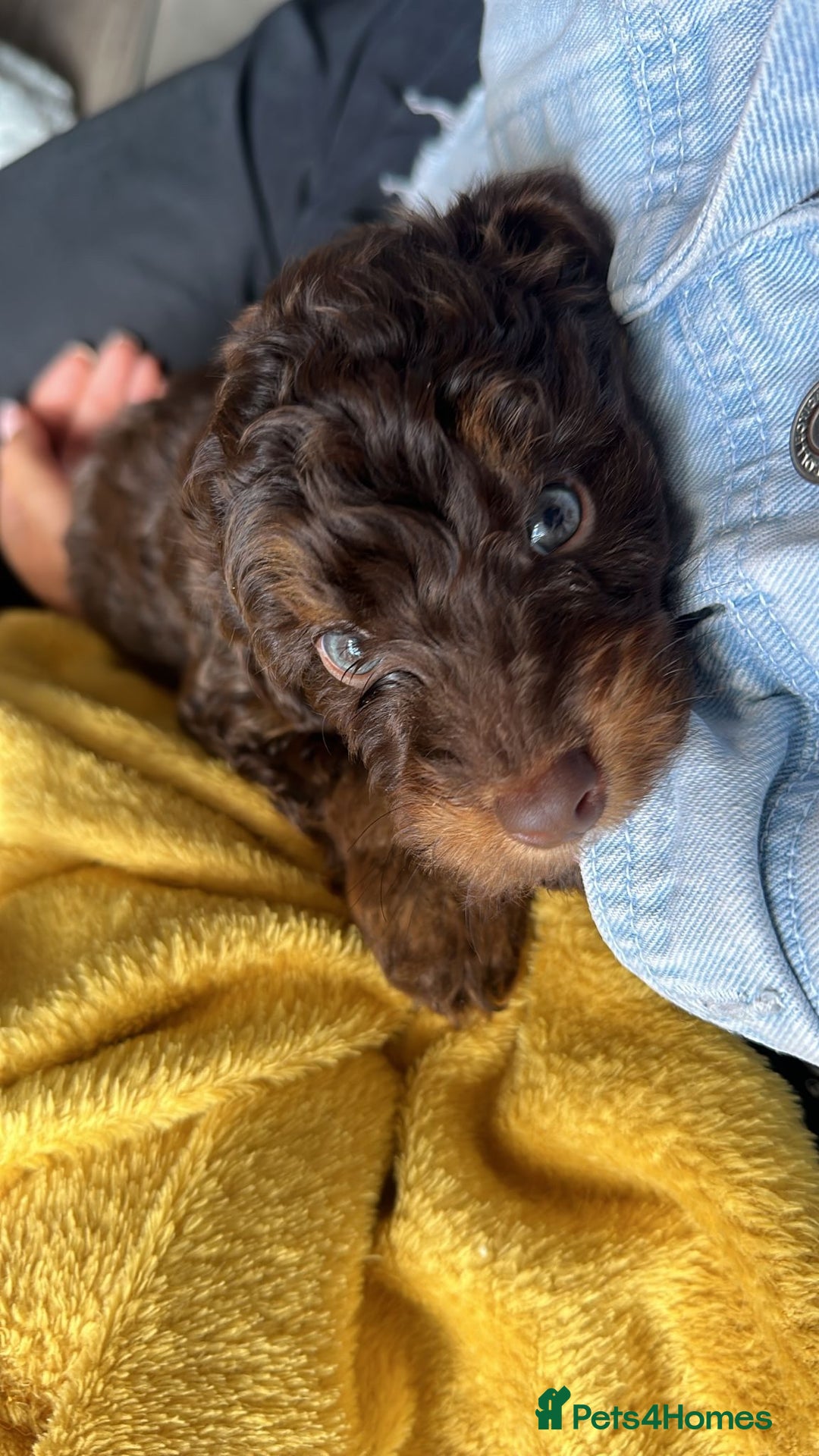 Cockapoo dogs for sale: Cockapoo  - Image 4