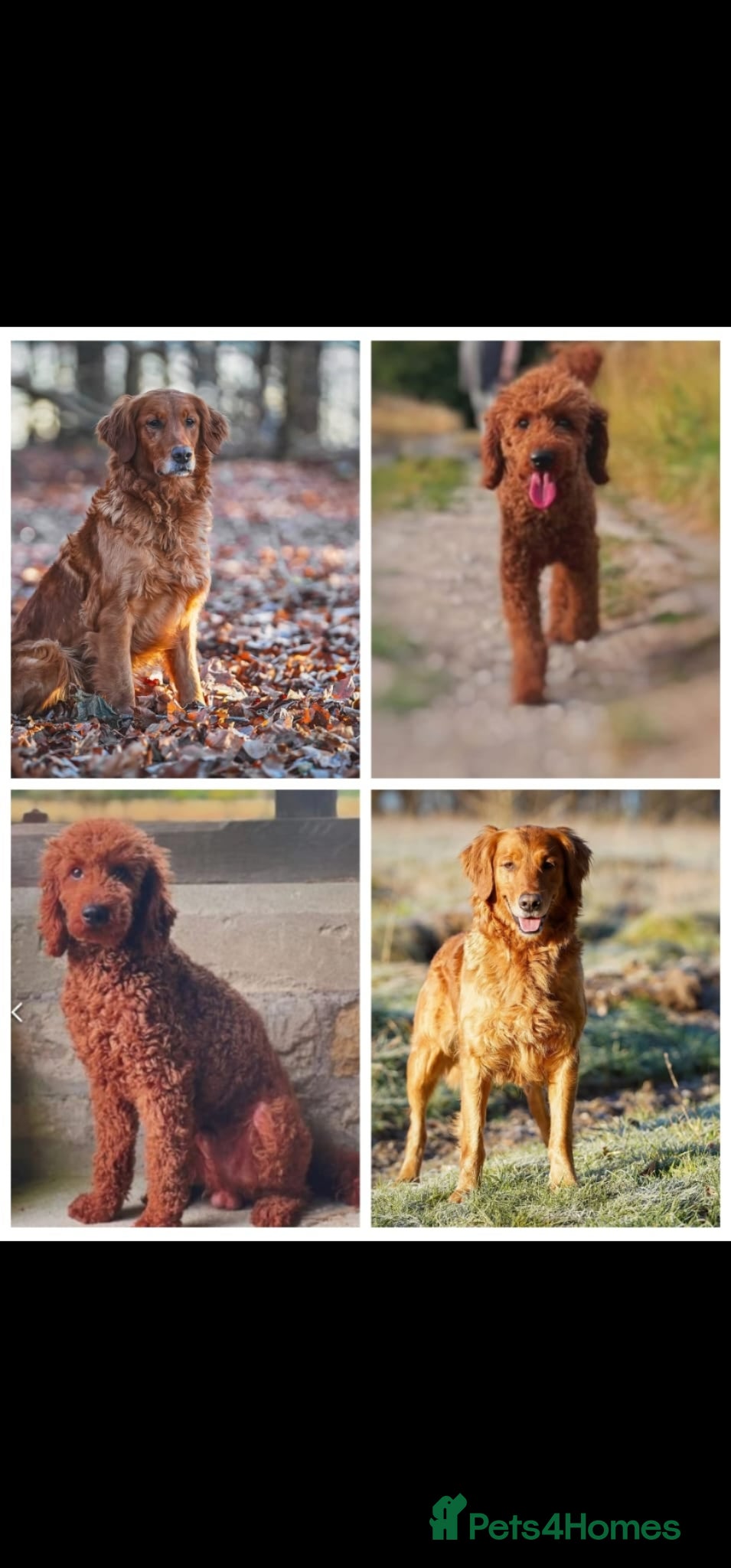 Mini Goldendoodle dogs F1 MINi GOLDENDOODLE PUPPIES - Advert 3