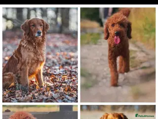 Mini Goldendoodle dogs F1 MINi GOLDENDOODLE PUPPIES - Advert 3