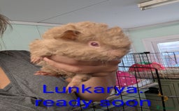Guinea Pig rodents for sale: Stunning baby guinea pigs! Lunkarya/funky/sh  - Image 5