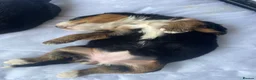 Bernedoodle dogs for sale: Beautiful Tri colour bernedoodle puppies  - Advert 13