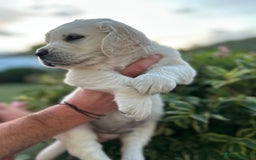 Golden Retriever dogs for sale: 1 Male Puppy Available  - Image 8