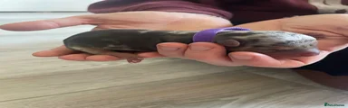 Purple girl 