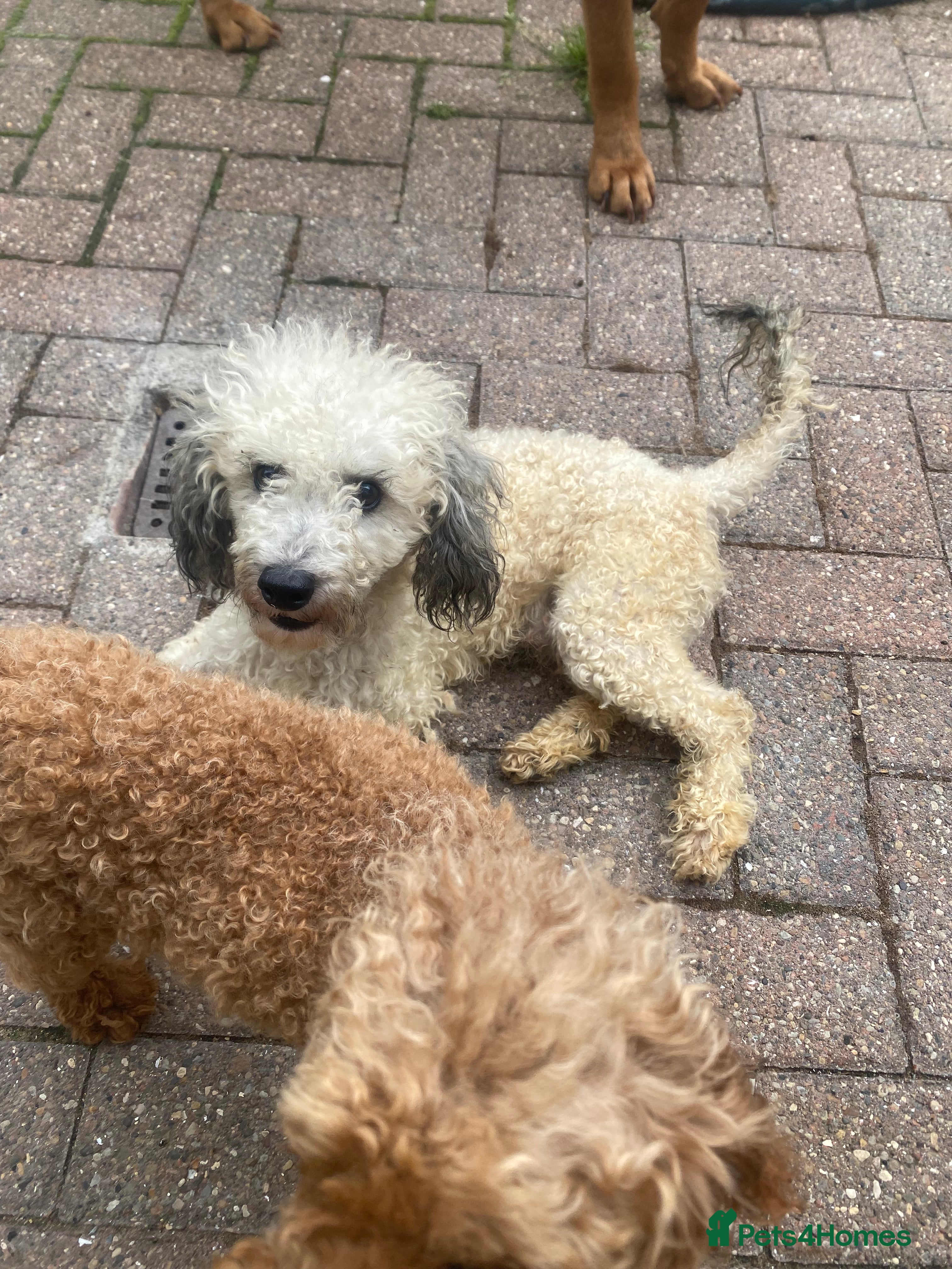 Toy Poodle dogs Kc registered toy poodle amazing  - Advert 9