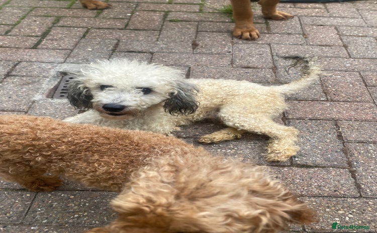 Toy Poodle dogs - Advert 2