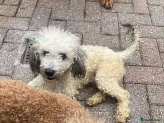 Toy Poodle dogs Kc registered toy poodle amazing - Advert 6