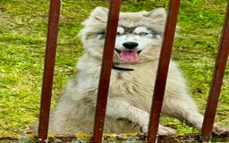 Siberian Husky dogs for adoption: Sky’s Story: From Darkness to Hope - Image 2