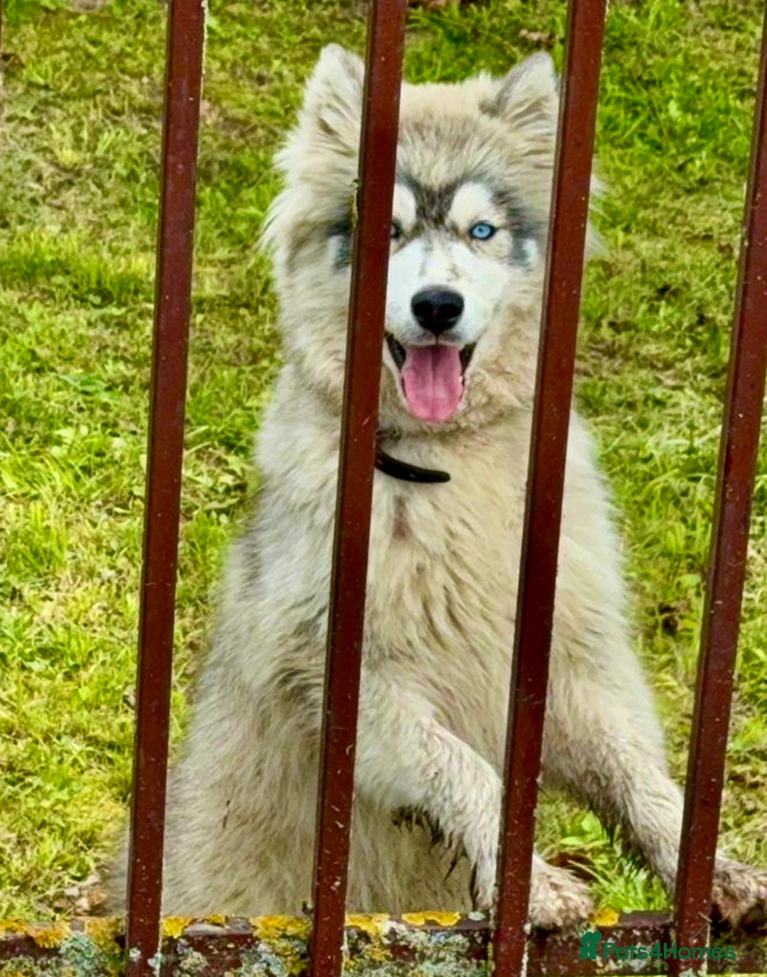 Siberian Husky dogs for adoption: Sky’s Story: From Darkness to Hope - Image 2