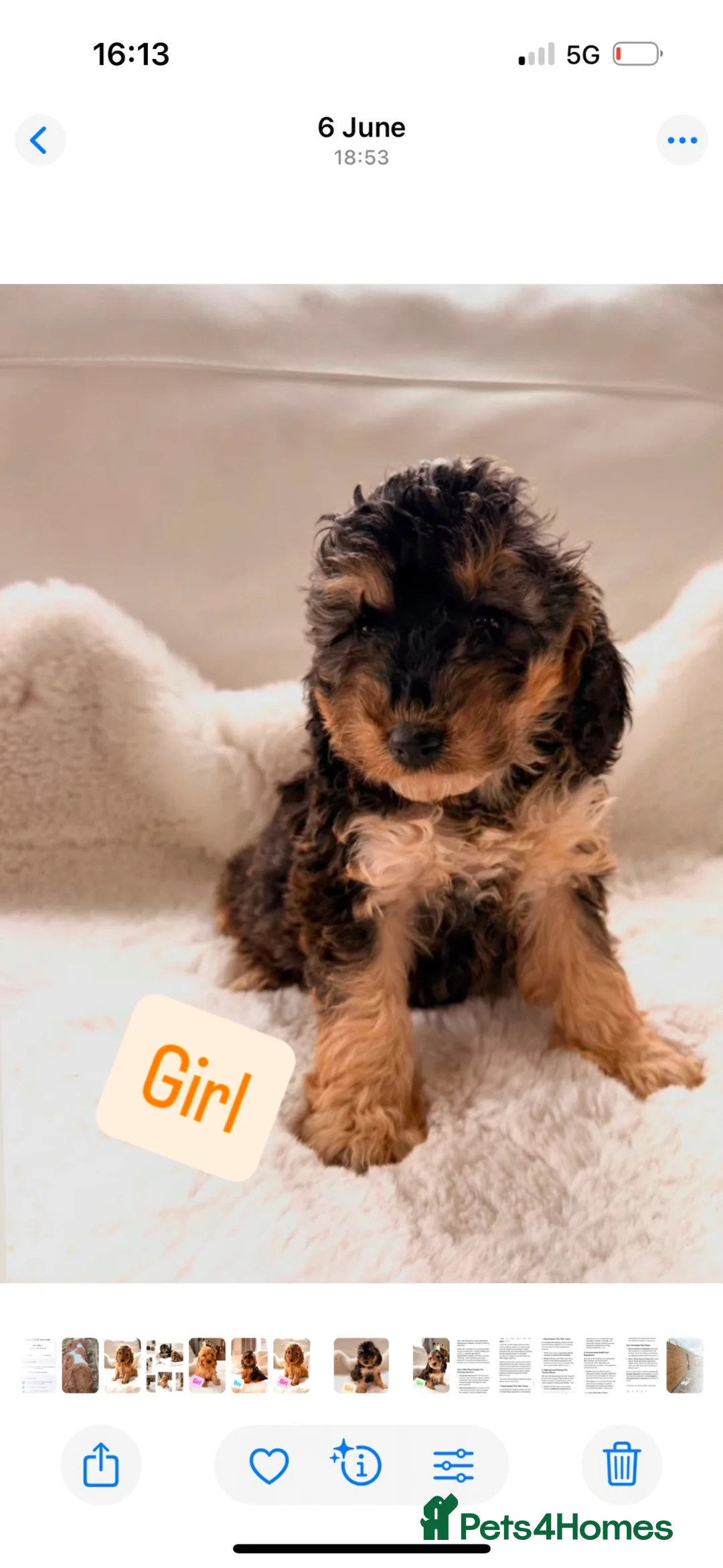 Cockapoo dogs for sale: Gorgeous F1 Cockapoo’s  - Advert 2