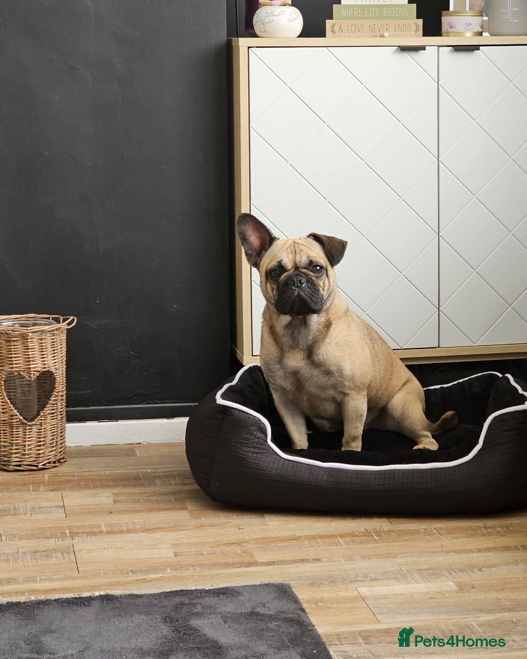 Frug dogs for sale: Frug  - Advert 1