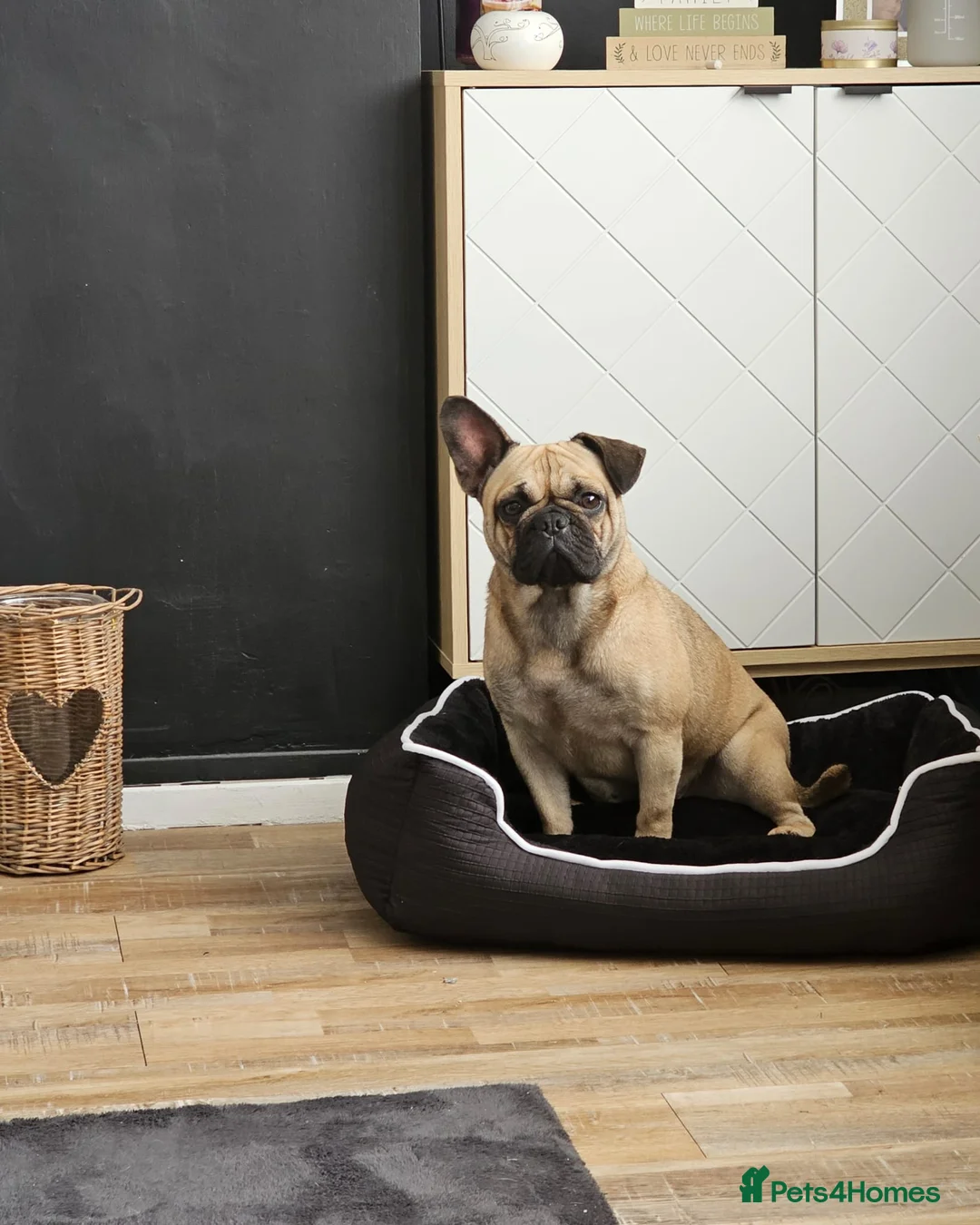 Frug dogs for sale: Frug  - Advert 1