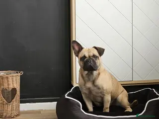 Frug dogs Frug - Advert 4