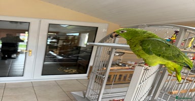 Parrots birds - Advert 15