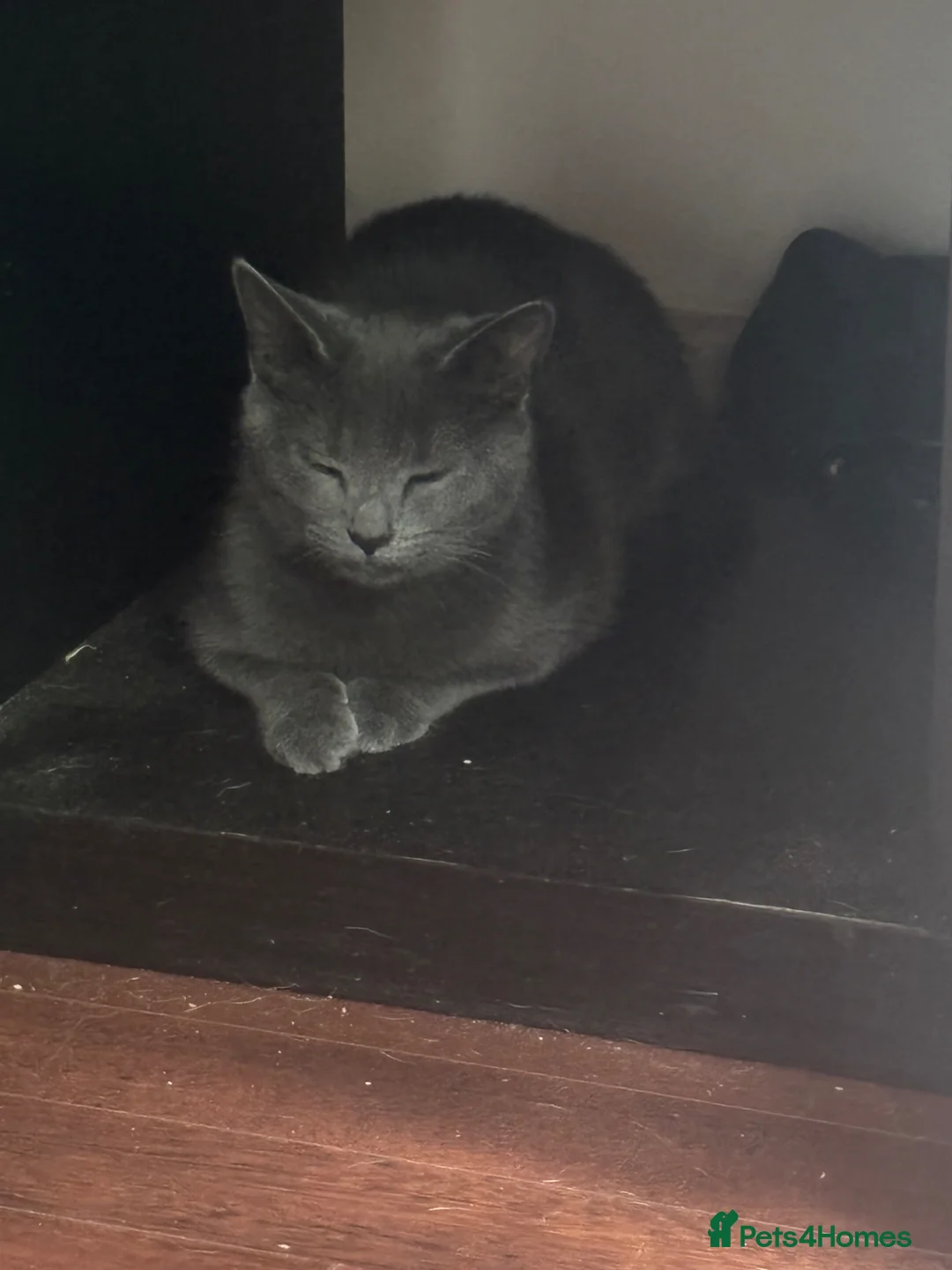 Mixed Breed cats for sale: Female cat  - Advert 6