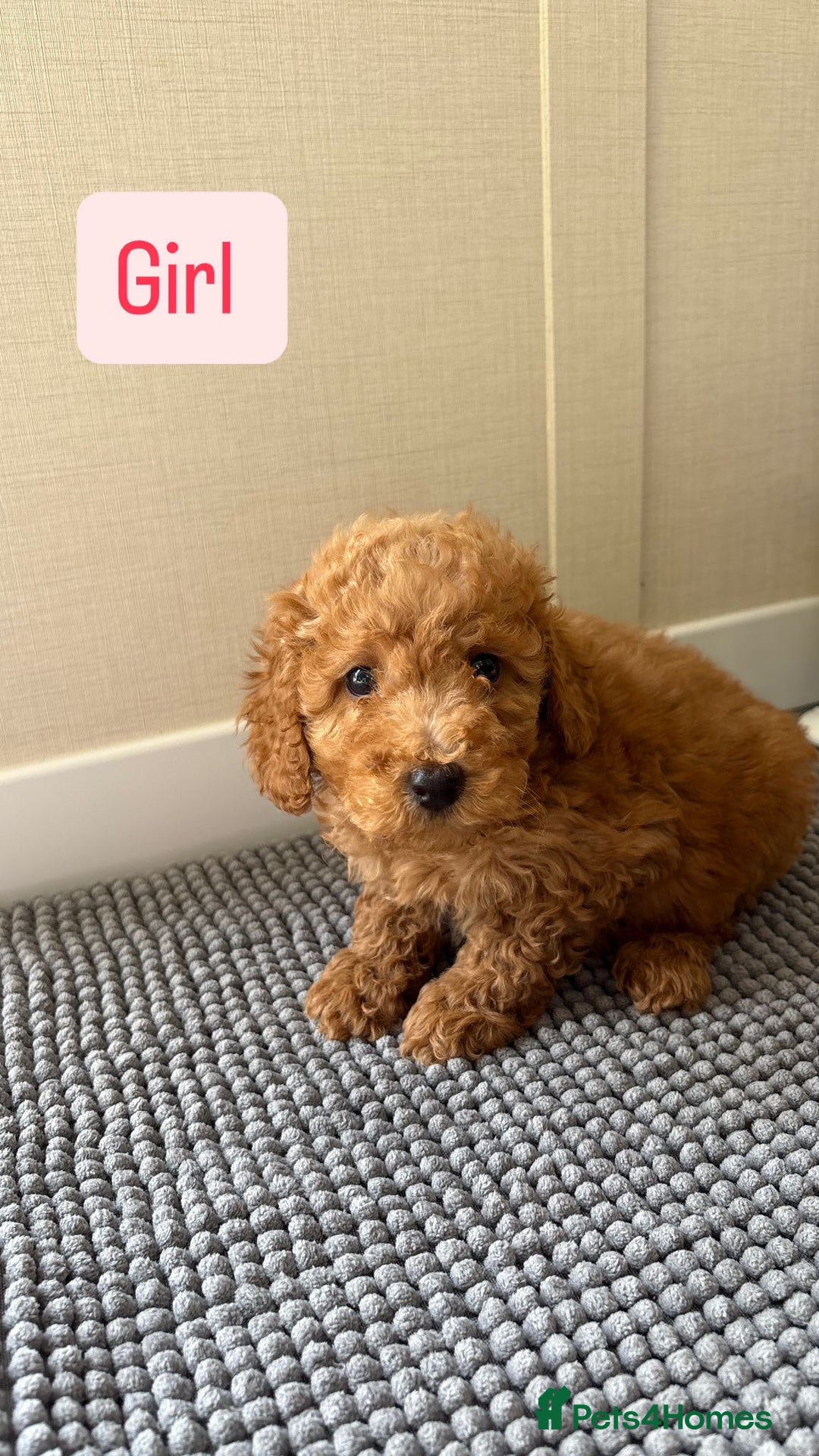 Cockapoo dogs for sale: 6 stunning cockapoo puppies  - Image 15