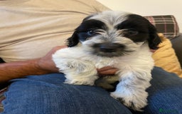 Mixed Breed dogs for sale: Cockapoo x Maltese (Maltipoo) - Image 7