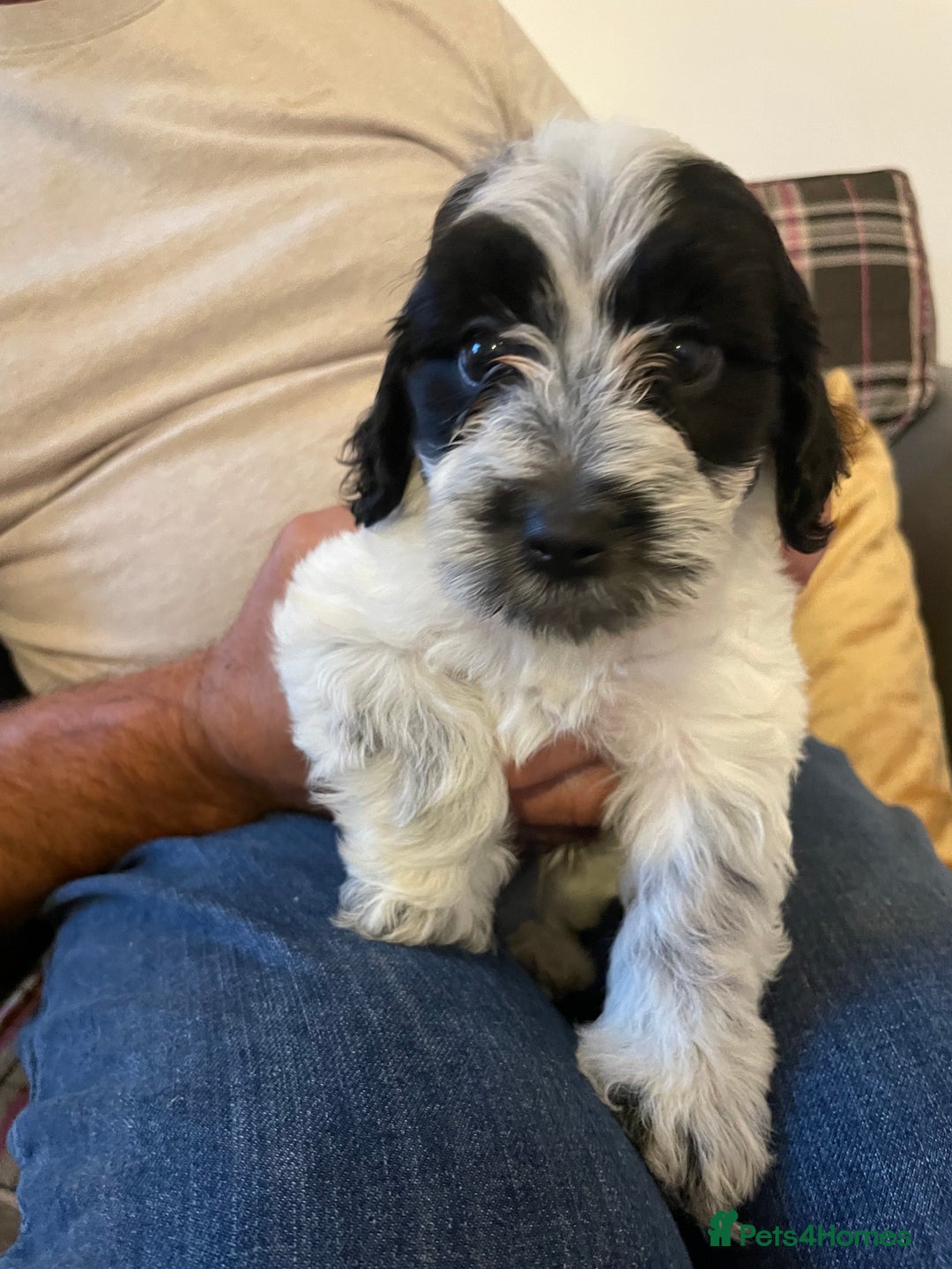 Mixed Breed dogs for sale: Cockapoo x Maltese (Maltipoo) - Image 7